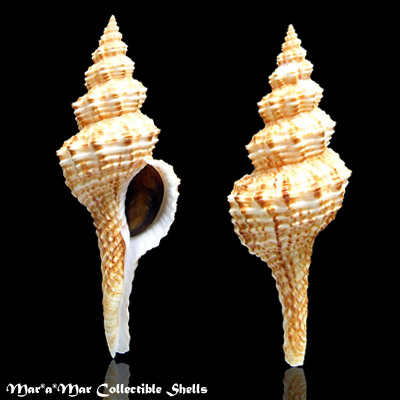 Fusinus strigatus (Philippi, 1851)