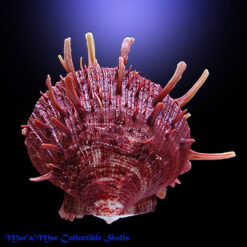 Spondylus ictericus Reeve, 1856.