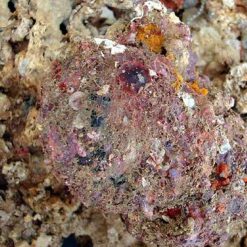 Spondylus ictericus Reeve, 1856. - Imagem 2