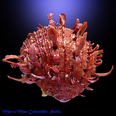 Spondylus ictericus Reeve, 1856.