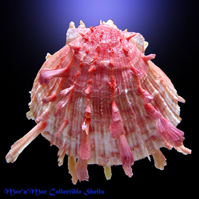 Spondylus ictericus Reeve, 1856.