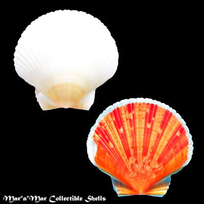 Pecten ziczac (Linnaeus, 1758)