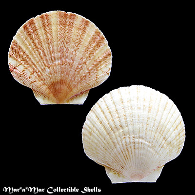 Euvola chazaliei (Dautzenberg, 1909)