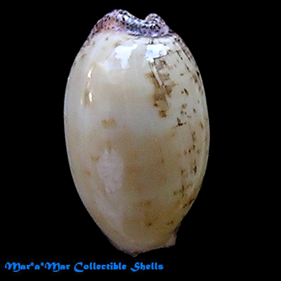 Cypraea (Luria) cinerea brasiliensis L. & H., 1993