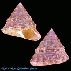 Calliostoma bullisi Clench & Turner, 1960