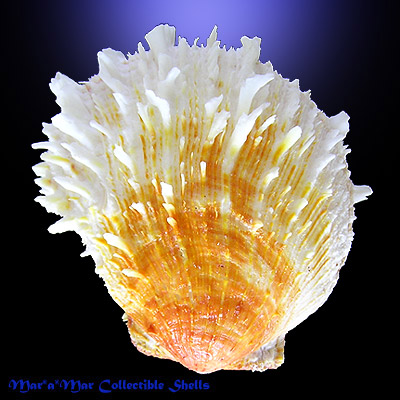 Spondylus ictericus Reeve, 1856