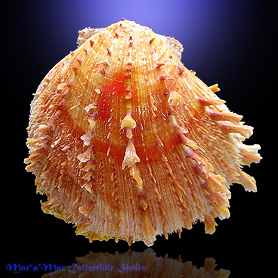 Spondylus ictericus Reeve, 1856