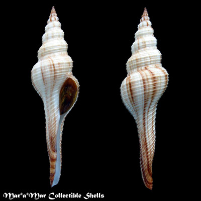 Fusinus dilectus (A. Adams,1856)