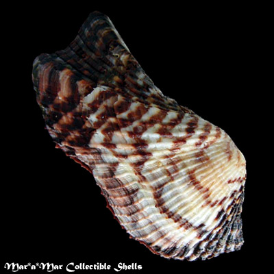 Arca pacifica (Sowerby, 1833)