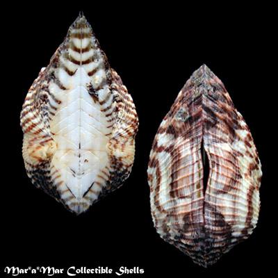 Arca pacifica (Sowerby, 1833) - Imagem 2