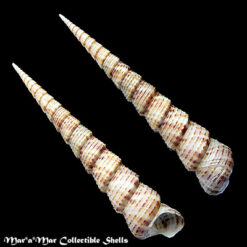 Turritella leucostoma Valenciennes, 1842