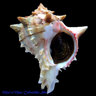 Phyllonotus brassica (Lamark, 1822) - Imagem 2