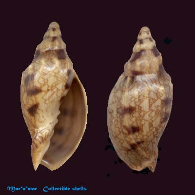 Odontocymbiola cleryana Petit, 1856