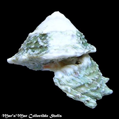Astralium brevispina (Lamarck, 1822)