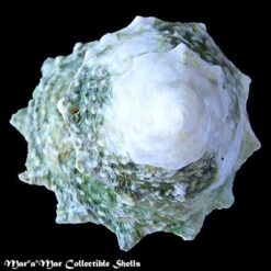 Astralium brevispina (Lamarck, 1822) - Imagem 2