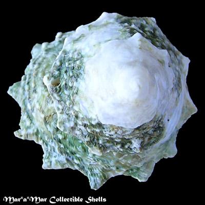 Astralium brevispina (Lamarck, 1822) - Imagem 2