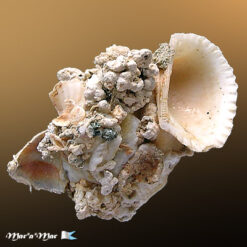 Xenophora conchyliophora (Born, 1780)