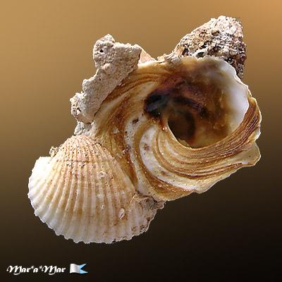 Xenophora conchyliophora (Born, 1780) - Imagem 2
