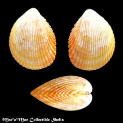 Acrosterigma magnum (Linnaeus, 1758)