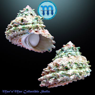 Astraea caelata (Gmelin, 1791)