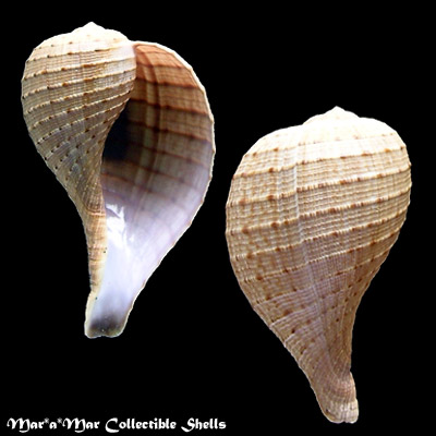 Ficus ventricosa (Sowerby, 1825)