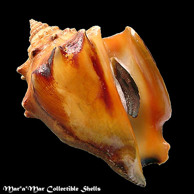 Strombus pugilis worki Linnaeus, 1758