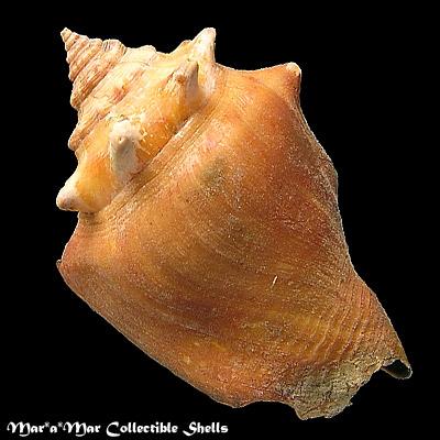 Strombus pugilis worki Linnaeus, 1758 - Image 2