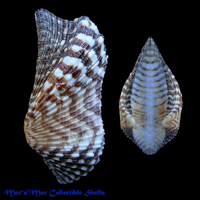 Arca pacifica (Sowerby, 1833)