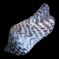 Arca pacifica (Sowerby, 1833)
