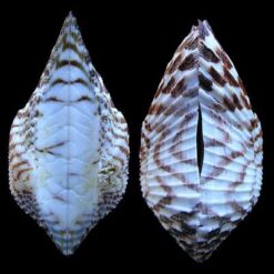 Arca pacifica (Sowerby, 1833) - Imagem 2