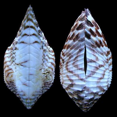 Arca pacifica (Sowerby, 1833) - Imagem 2