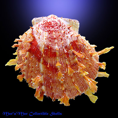 Spondylus ictericus Reeve, 1856