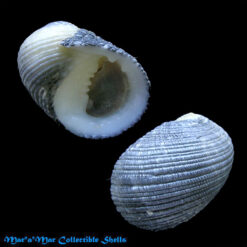 Nerita fulgurans Gmelin, 1791