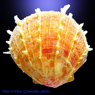 Spondylus ictericus Reeve, 1856