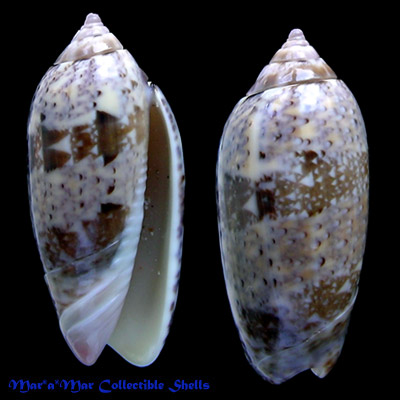 Oliva cf. tisiphona Duclos, 1844