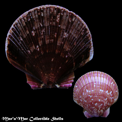 Pecten ziczac (Linnaeus, 1758)