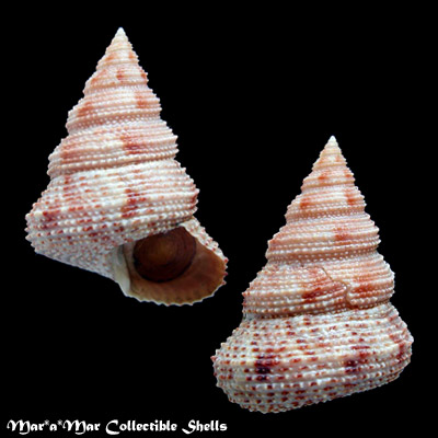 Neocalliostoma militare (Ihering, 1907)