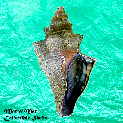 Pugilina morio (Linnaeus, 1758)