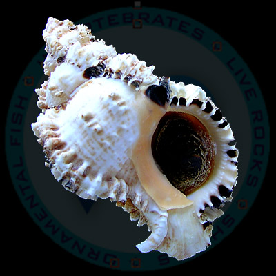 Phyllonotus occulatus (Reeve, 1845)