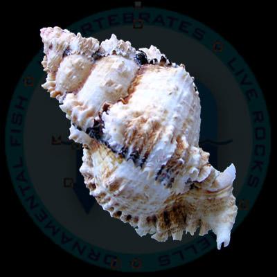 Phyllonotus occulatus (Reeve, 1845) - Image 2
