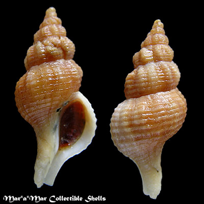 Latirus devyanae Rios, Costa & Calvo, 1994