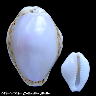 Cypraea (Erosaria) acicularis acicularis Gmelin, 1791