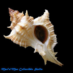 Chicoreus senegalensis (Gmelin, 1790)