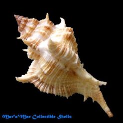 Chicoreus senegalensis (Gmelin, 1790) - Imagem 2