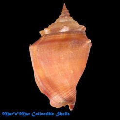 Strombus pugilis worki Linnaeus, 1758 - Imagem 2