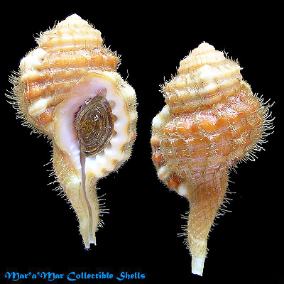 Cymatium caribaeum Clench & Turner, 1957