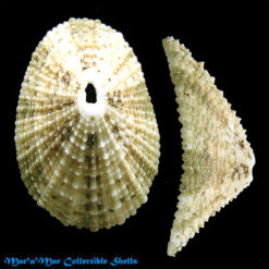 Diodora dysoni Reeve, 1850*