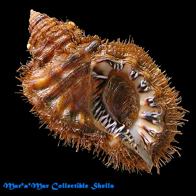 Cymatium parthenopeum (Von Salis, 1793)