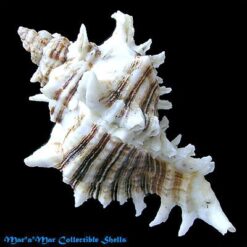 Alternative view of Chicoreus brevifrons (Lamarck, 1822)