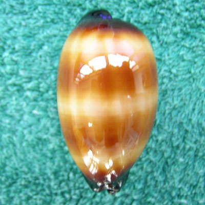 Cypraea talpa Linnaeus, 1758